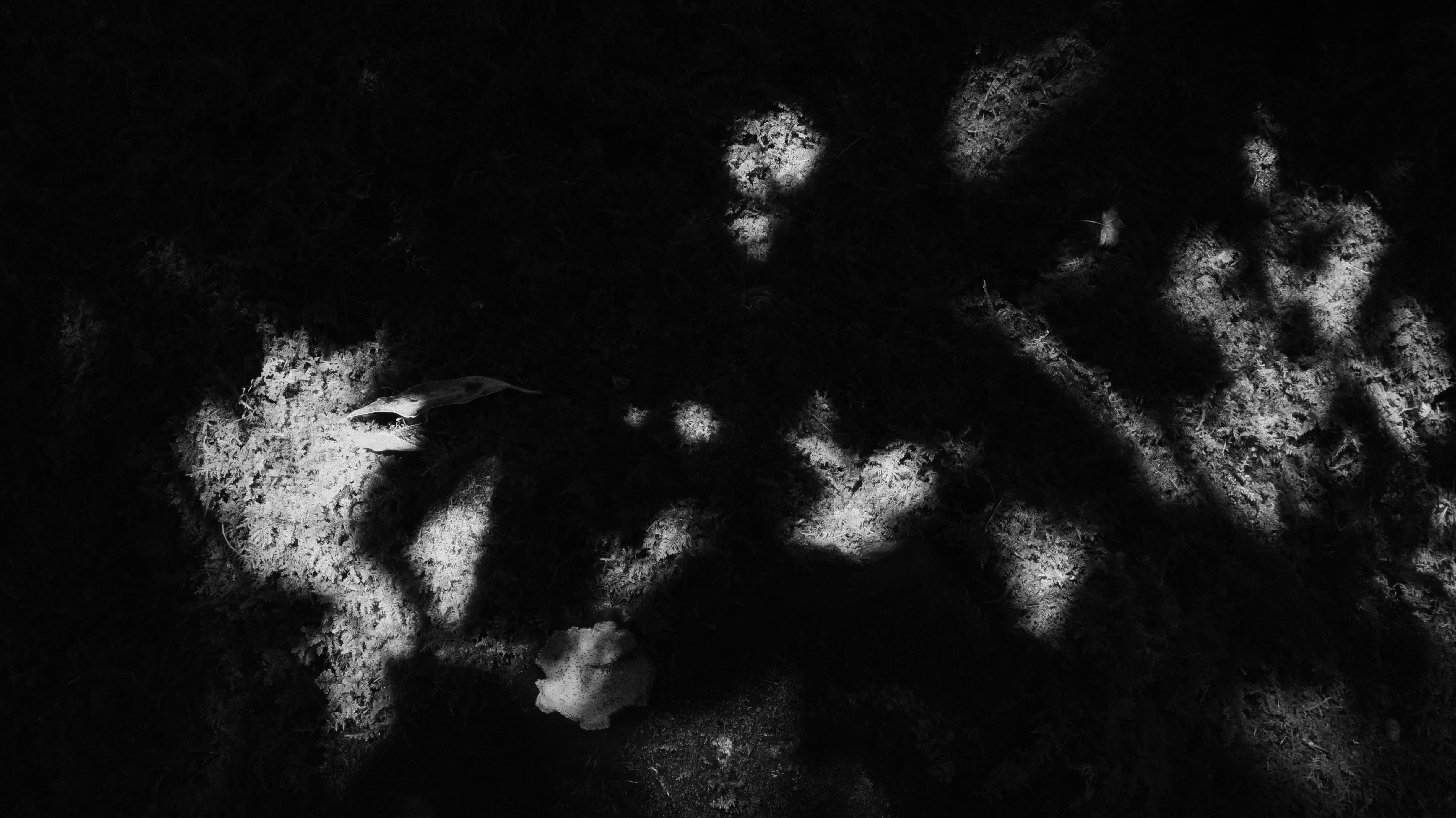 Komorebi Meaning: The Beauty of Sunlight Through Trees in Japanese Aesthetics - dans le gris