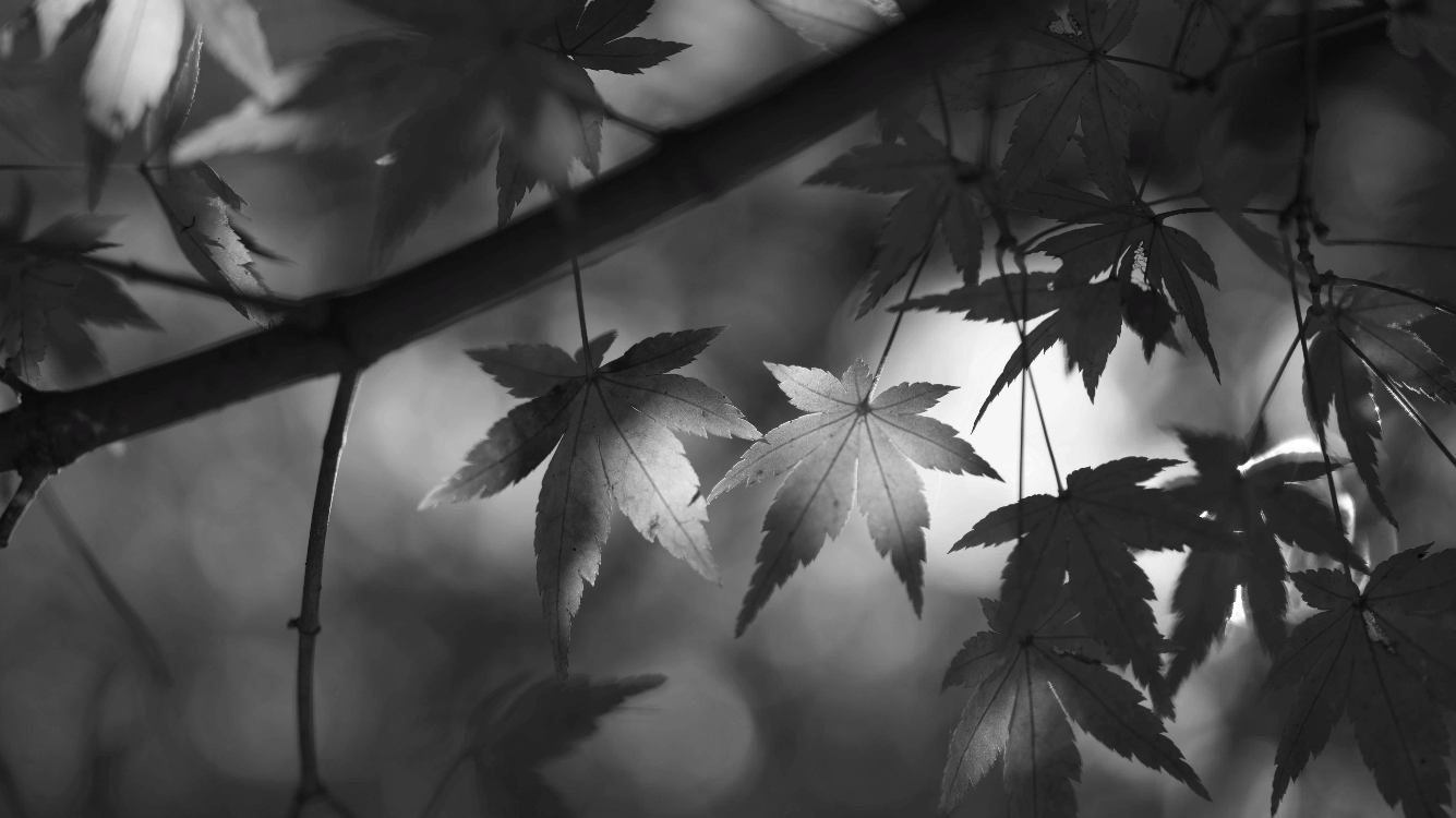 Japanese Autumn Leaves: Momiji, Koyo, and the Philosophy of Mono no Aware - dans le gris
