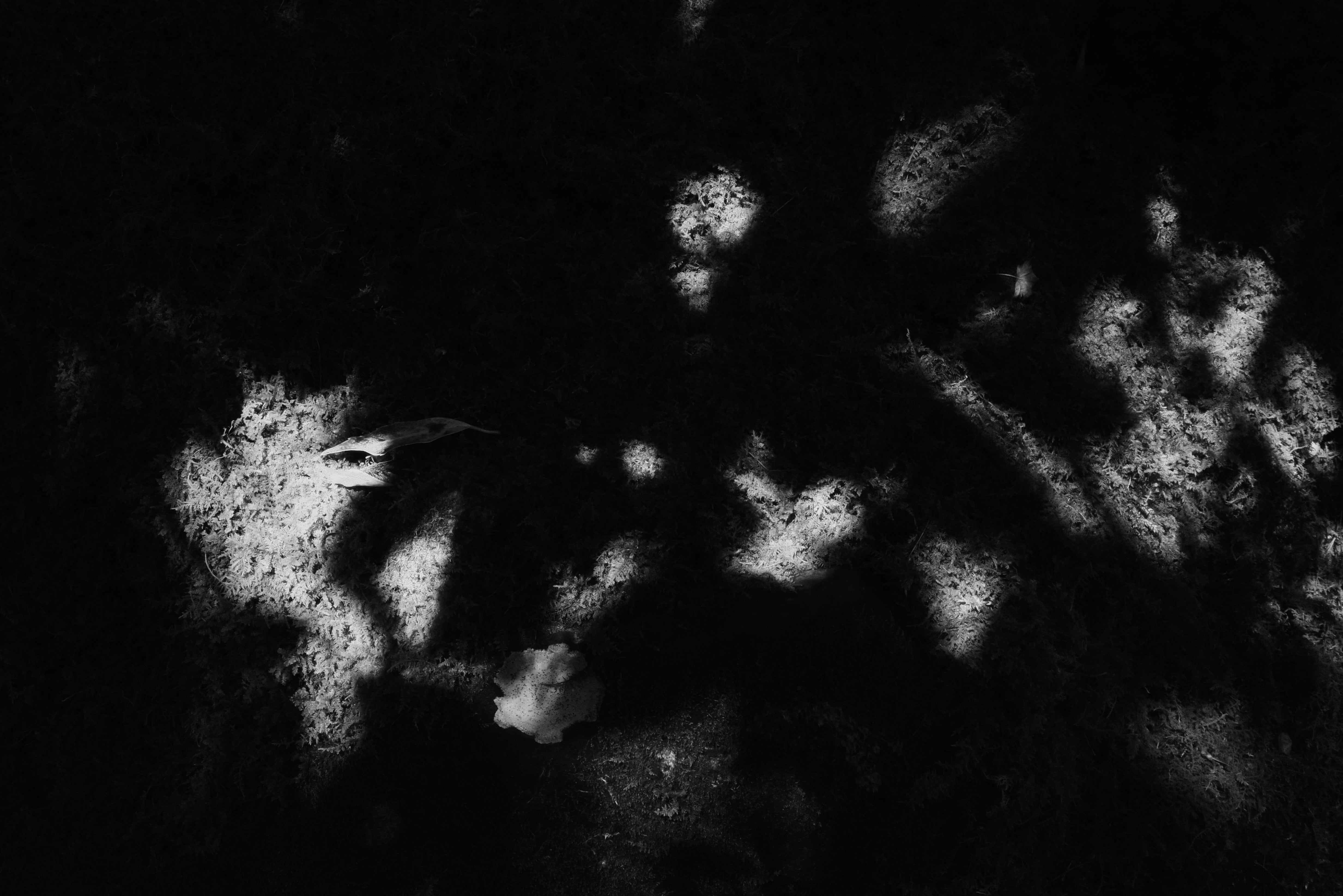 Komorebi Meaning: The Beauty of Sunlight Through Trees in Japanese Aesthetics - dans le gris