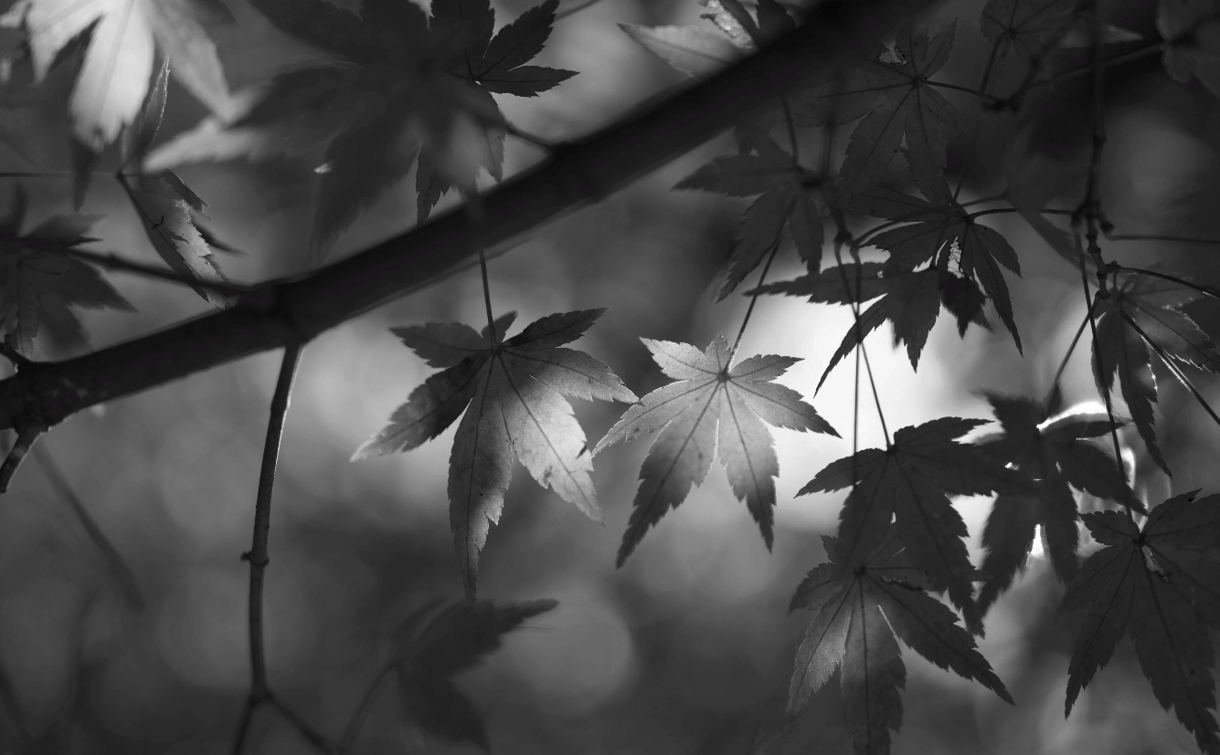 Japanese Autumn Leaves: Momiji, Koyo, and the Philosophy of Mono no Aware - dans le gris